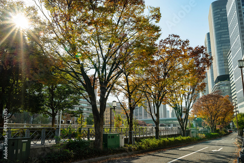 大阪中之島・土佐堀川沿いの秋の欅並木