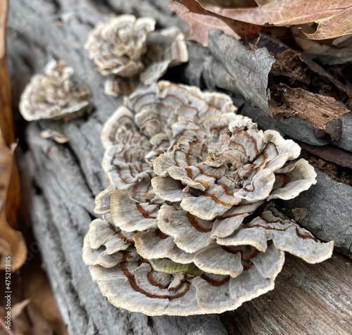 Fungus on a log 