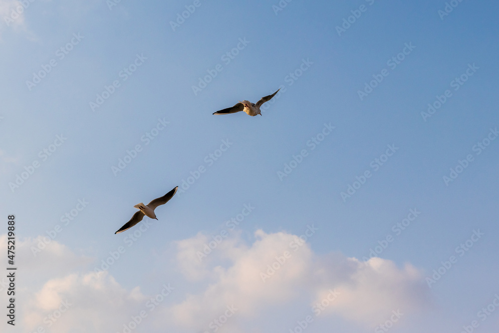 青空を飛ぶ二羽のカモメ