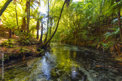 Fototapeta Naklejka Na Ścianę i Meble -  Landscape Scenery of Clean and Clear Water Stream at Hamurana Rotorua, New Zealand