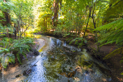 Landscape Scenery of Clean and Clear Water Stream at Hamurana Rotorua  New Zealand