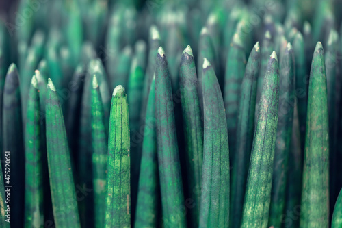 Background of Sansevieria Stuckyi tree or Sansevieria Cylindrica Bojer tree photo