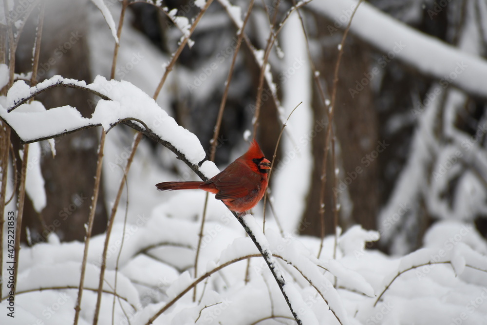 Bright red cardinal in the snow Bright red cardinal in the snow