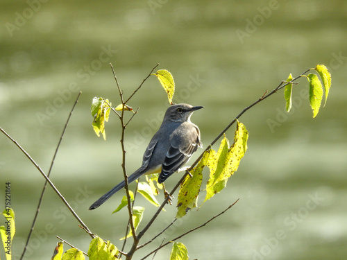 Photo Northern mockingbird in Knoxville, Tennessee