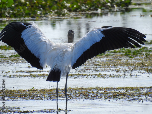 Wood stork spreads its wings in the Florida wetlands © Lisa