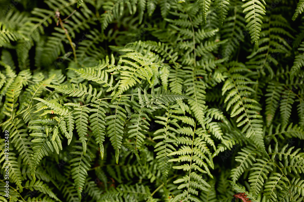 Green fern in a rainy forest. Daylight. Nature Green fern in a rainy forest. Daylight. Nature