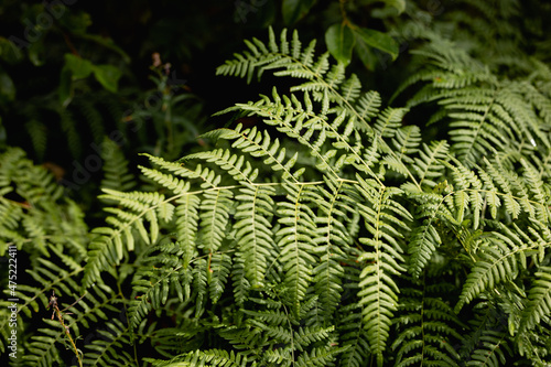 Green fern in a rainy forest. Daylight. Nature