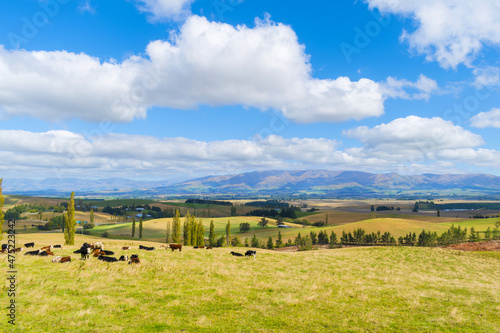 Obraz na płótnie Panoramic View; Landscape Scenery of Fairlie, Mackenzie Region, South Island New Zealand w salonie