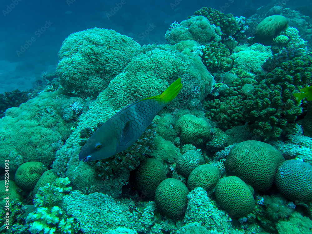 Obraz premium parrotfish