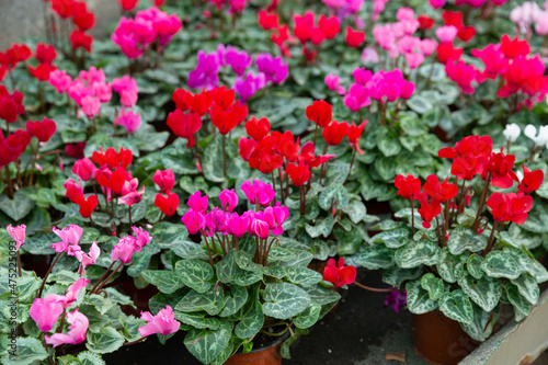 Colorful Cyclamen flowers with green leaves  houseplant of cyclamen growing in pots for sale