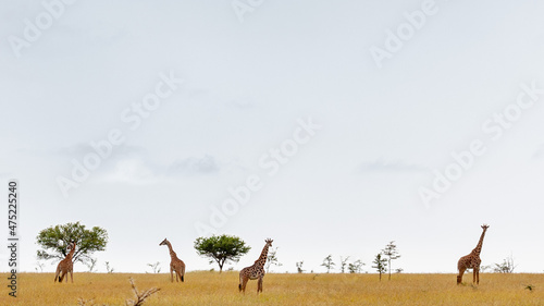 Photography Landscape of a meadow surrounded by giraffes in Serengeti, Tanzania