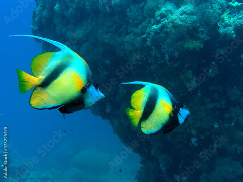 Bannerfish