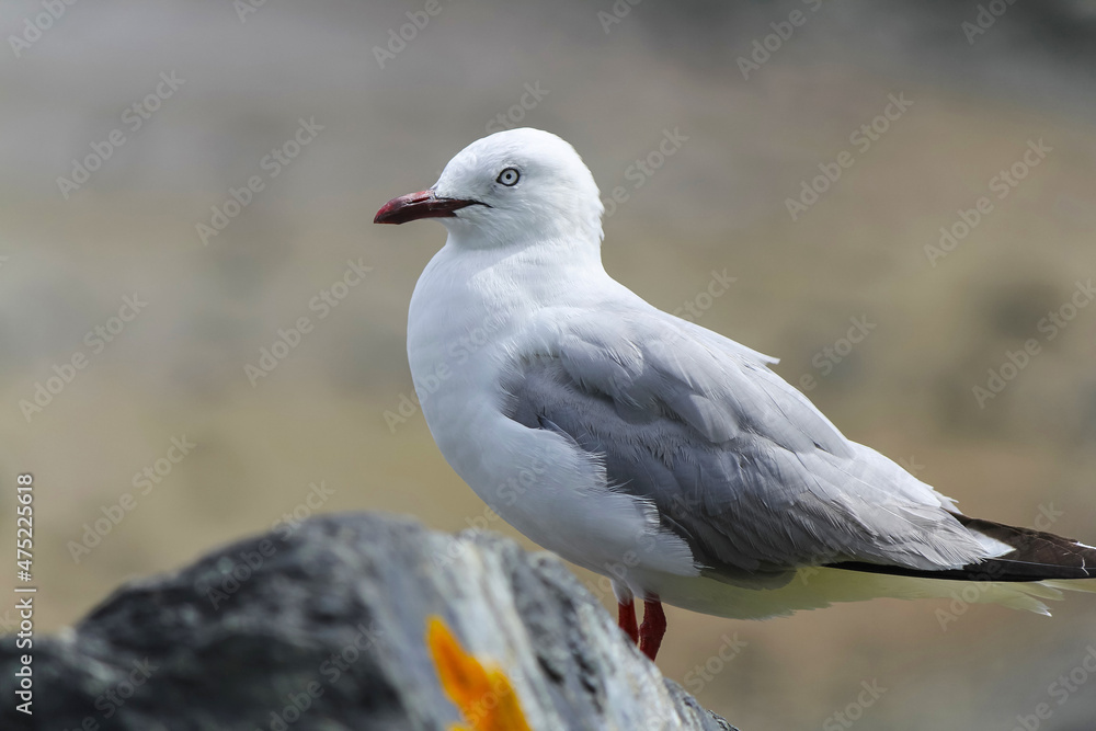 Seagull Bird at Whangeteau Beach and Park Seagull Bird at Whangeteau Beach and Park