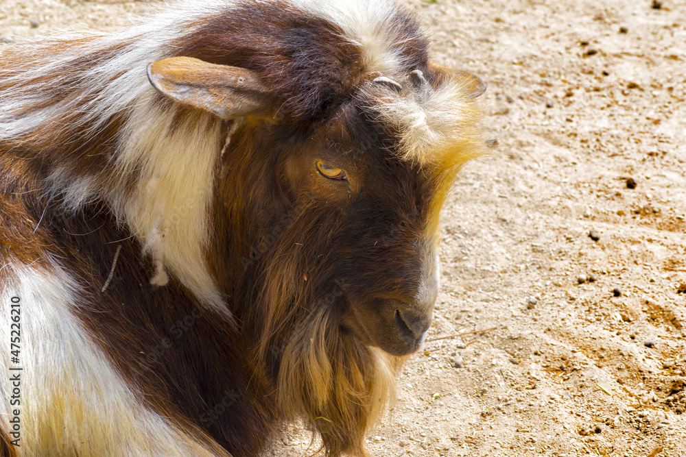 Big Male Goat Domestic Animal Closeup