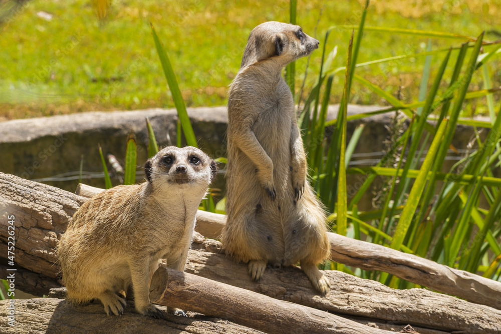 Fototapeta premium Standing Meerkat