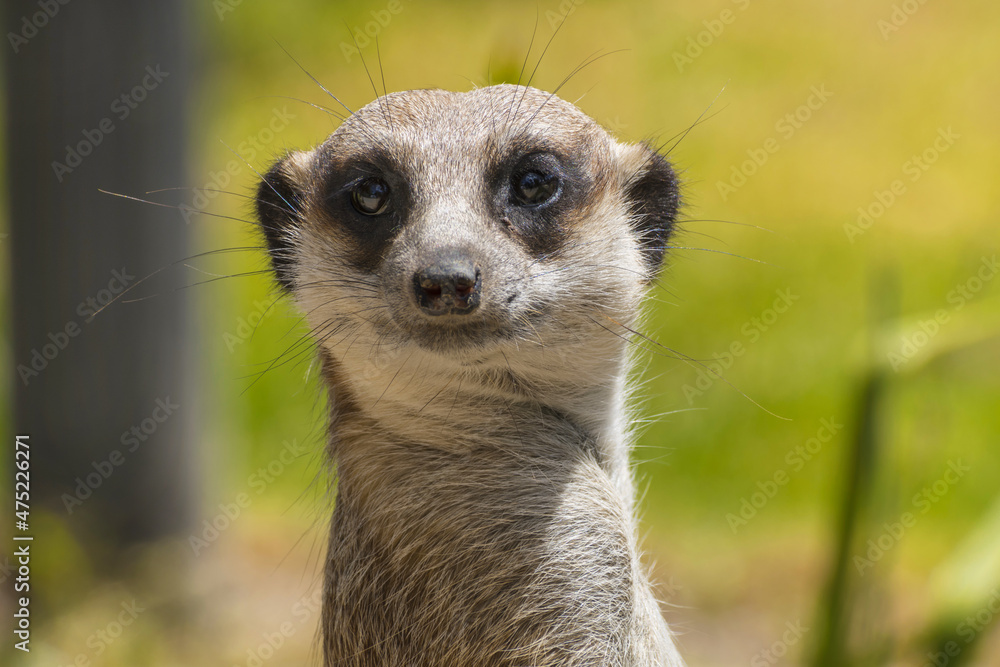 Close Up Meerkat Animal Guiding the Area