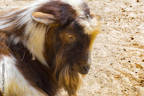 Obraz na płótnie Big Male Goat Domestic Animal Closeup w salonie