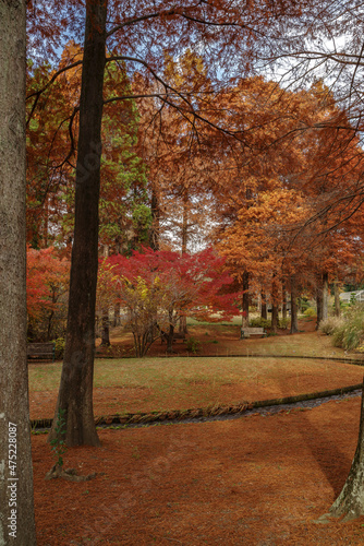Fototapeta Naklejka Na Ścianę i Meble -  秋・紅葉する公園の風景