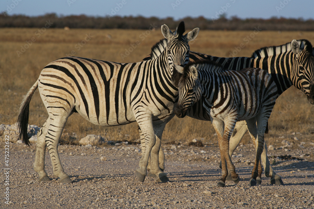 Zebra togetherness, 2 zebra together protecting each other in a couple form showing love to each other.
Etosha Nature Reserve in Namibia Zebra togetherness, 2 zebra together protecting each other in a couple form showing love to each other.
Etosha Nature Reserve in Namibia