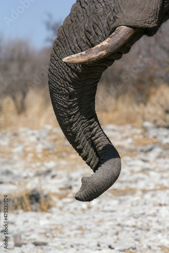 Twirled and twisted elephant trunk with tusks.
Etosha nature reserve in Namibia