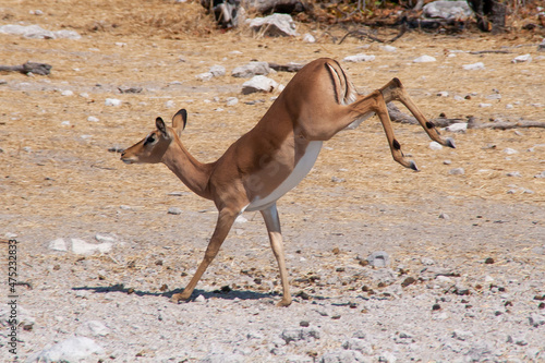 Cuadro en lienzo Impala with hind legs in the air while running and jumping, looks funny like its walking on its front legs
