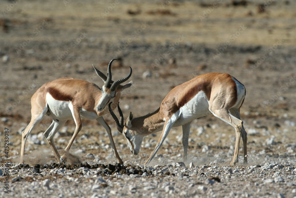 Springbuck males fighting for dominance over a herd of females during mating season in Etosha Nature reserve in Namibia Springbuck males fighting for dominance over a herd of females during mating season in Etosha Nature reserve in Namibia