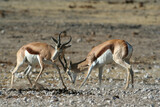 Springbuck males fighting for dominance over a herd of females during mating season in Etosha Nature reserve in Namibia