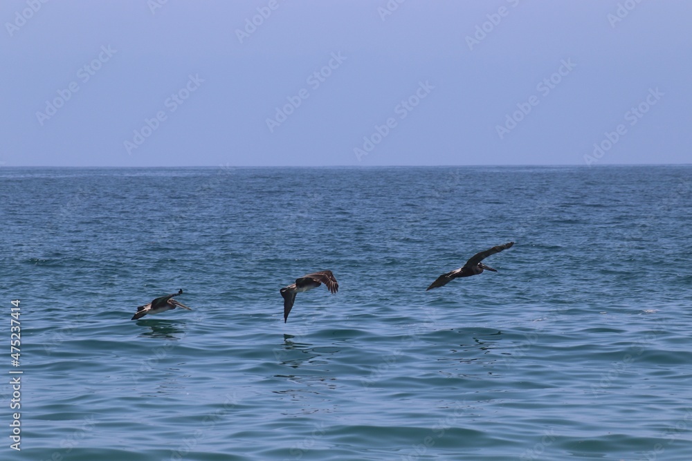 Fototapeta premium Pelicans in Flight