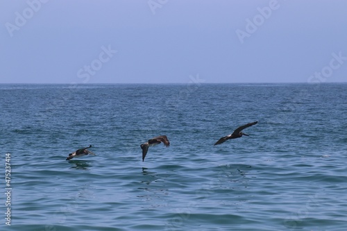 Pelicans in Flight