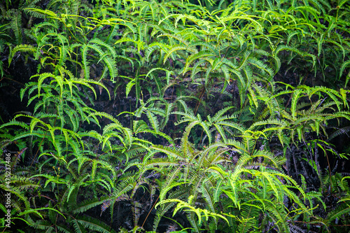 Photography green plant, background, nature, green, forest, fresh, leaf, natural, beautiful,