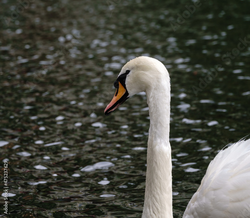 Portrait of a graceful white swan with long neck on dark water background.