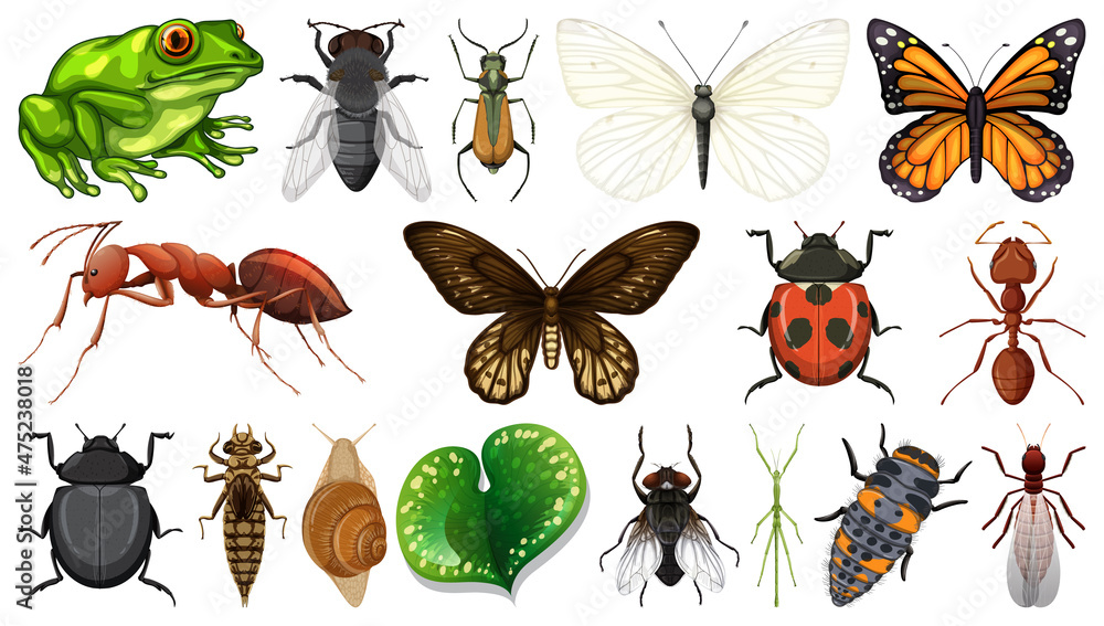 Different insects collection isolated on white background Different insects collection isolated on white background