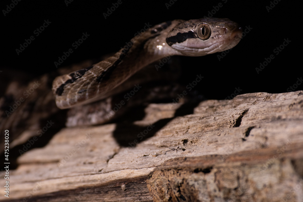 Fototapeta premium Dog-toothed Cat Snake (Boiga cynodon)