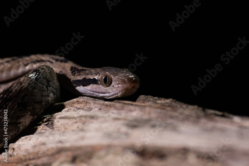 Dog-toothed Cat Snake (Boiga cynodon)