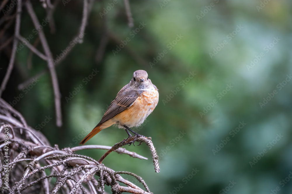 The common redstart female, Phoenicurus phoenicurus, is photographed in close-up sitting on a branch against a blurred background. The common redstart female, Phoenicurus phoenicurus, is photographed in close-up sitting on a branch against a blurred background.