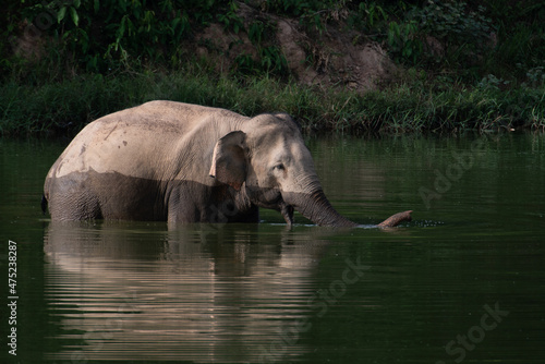 asian wild elephant