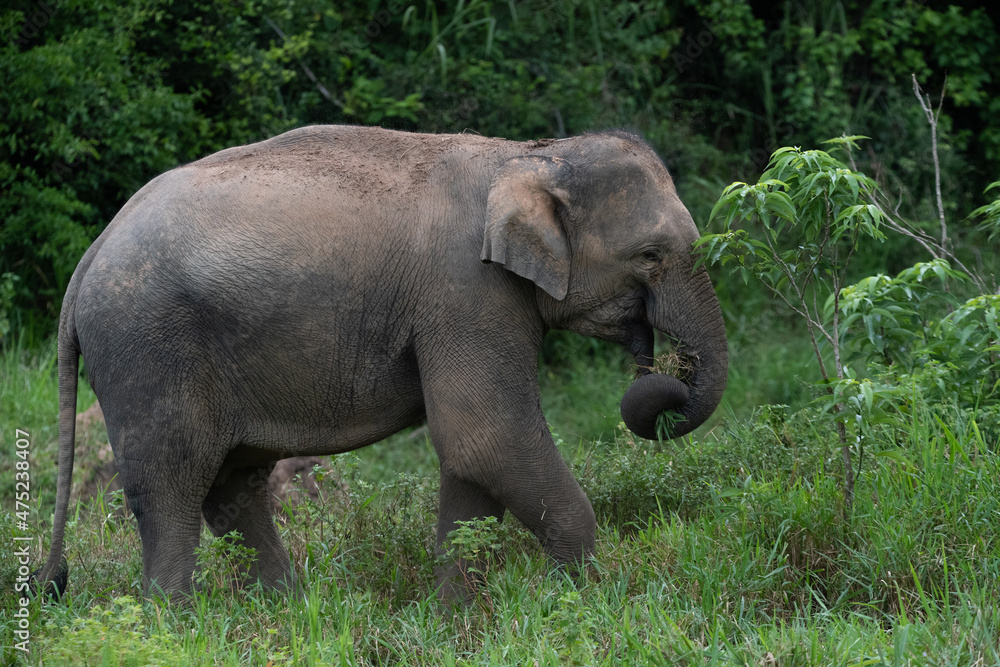 Fototapeta premium asian wild elephant