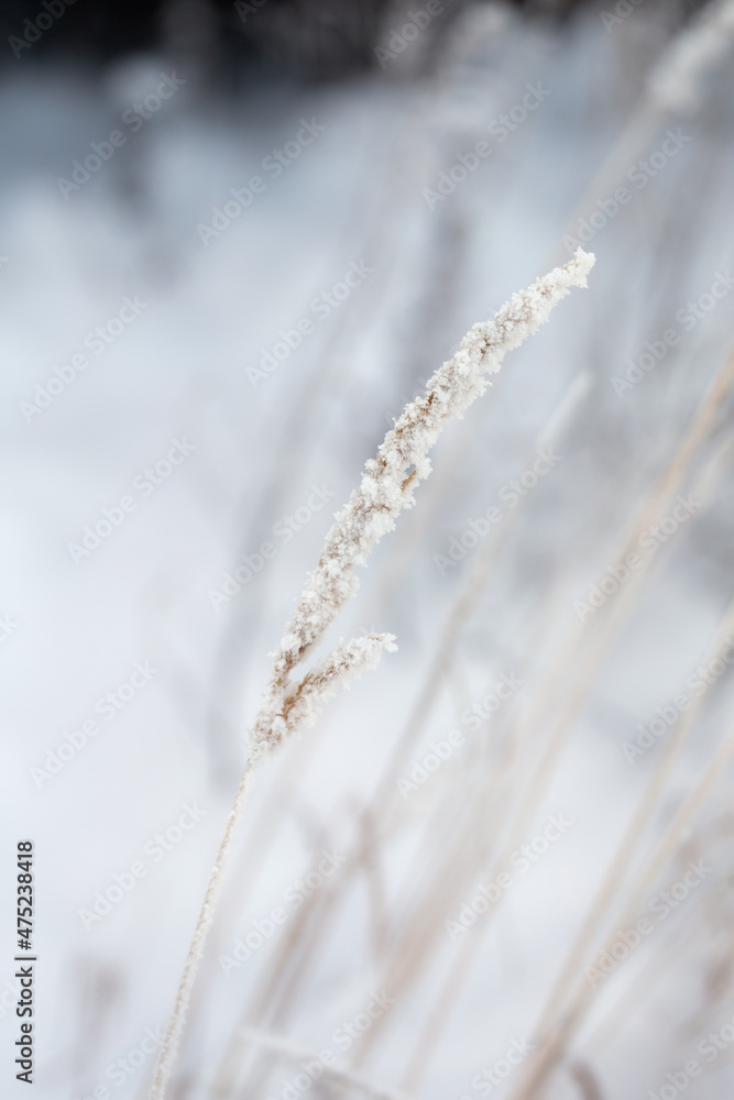 grass covered with hoarfrost grass covered with hoarfrost