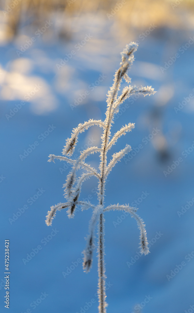 dry grass in the foreground