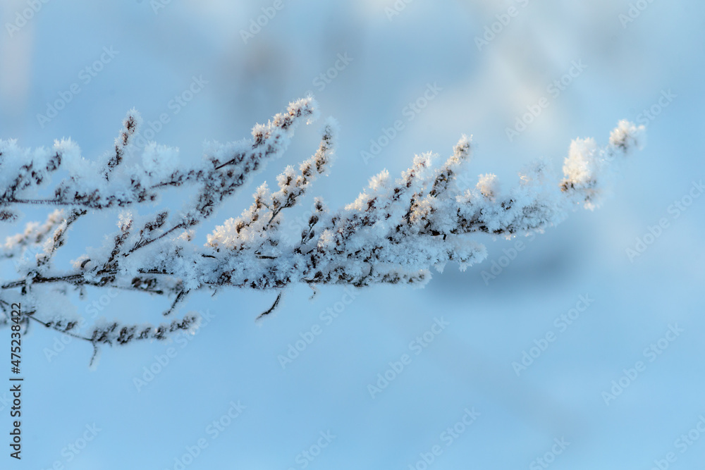 Obraz premium dry grass in winter