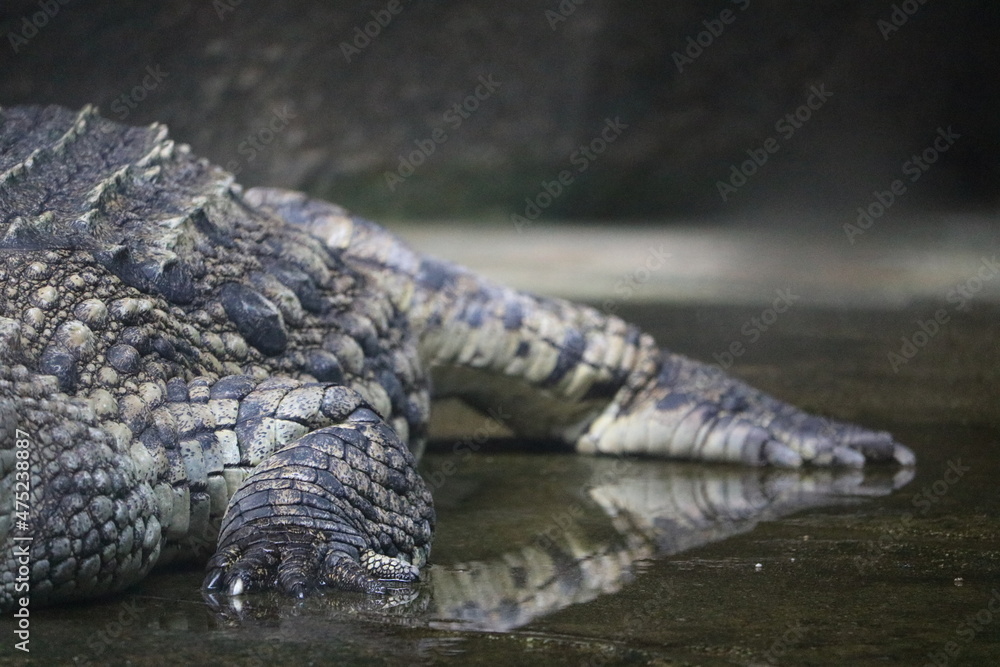 Obraz premium ナイルワニ