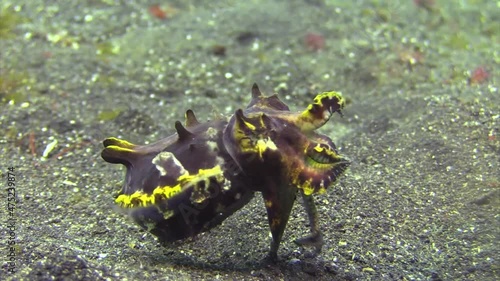 female flamboyant cuttlefish approaches coconut shell to lay eggs: Takes off, short swim towards an opening in the shell. Flamboyant stretches tentacles to penetrate the inner shell. photo