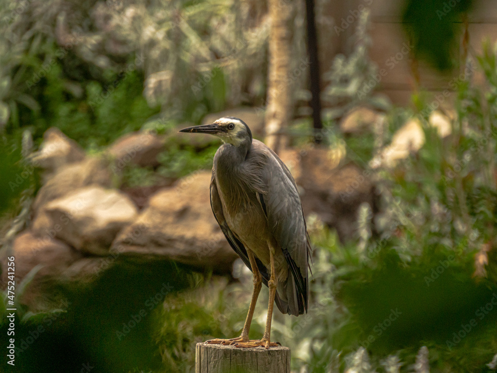 Grey Crane Head Right Grey Crane Head Right