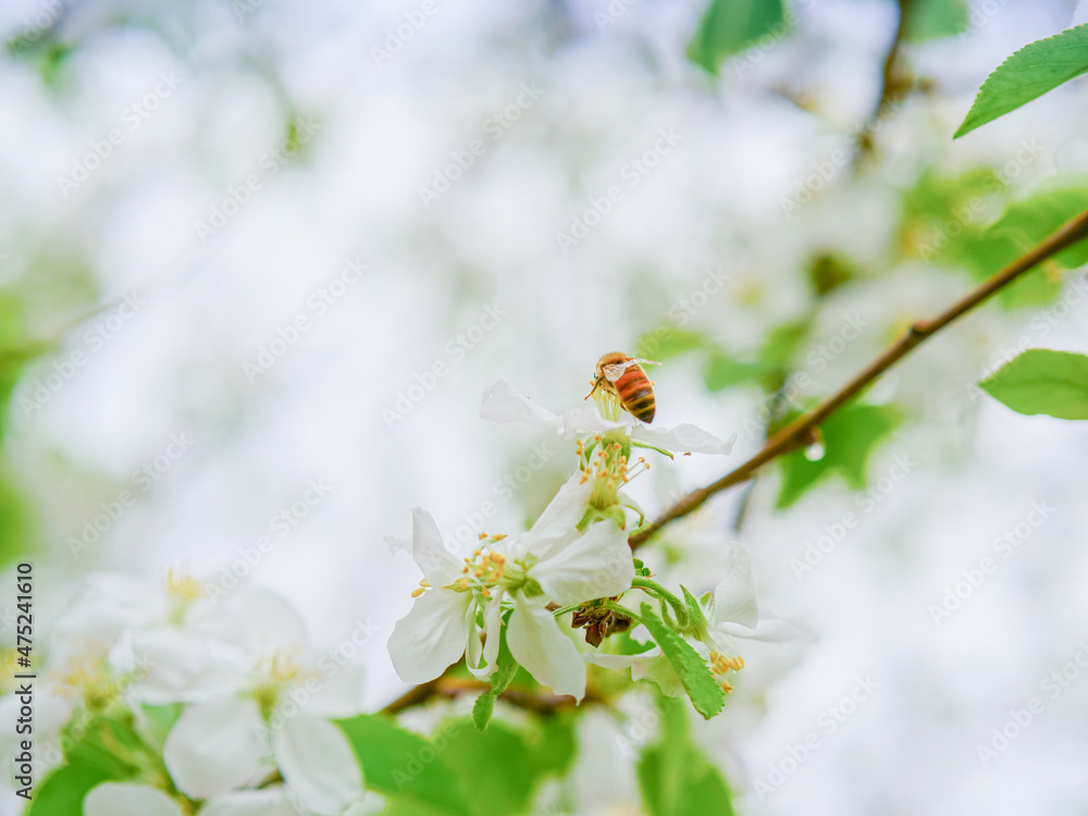 Spring white apple blossom with bee Spring white apple blossom with bee