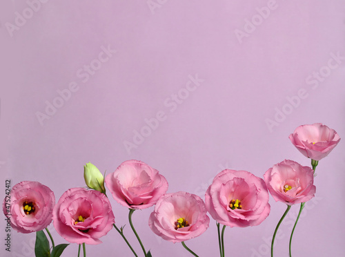 Many pink eustomas on a purple background photo