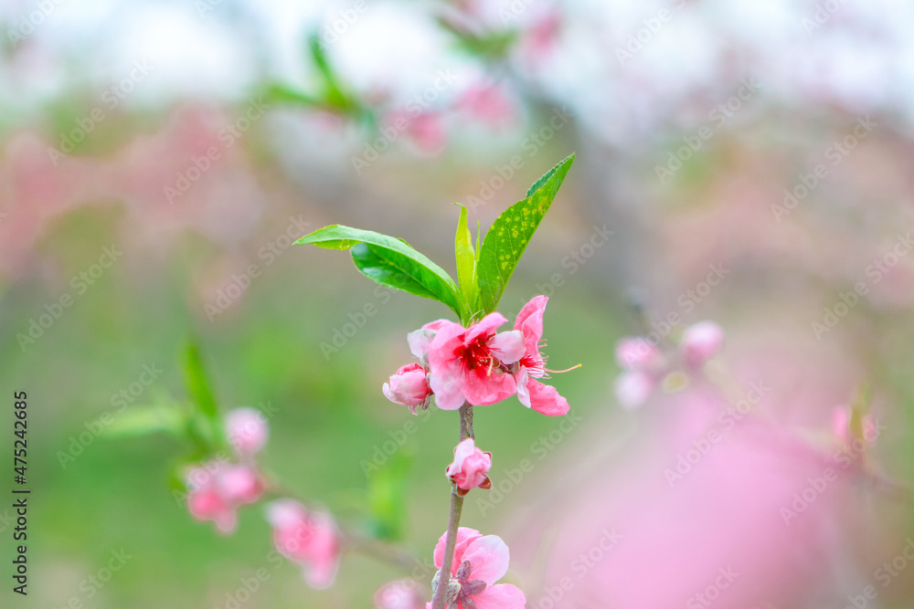 Obraz premium Spring peach blossom flower head close-up