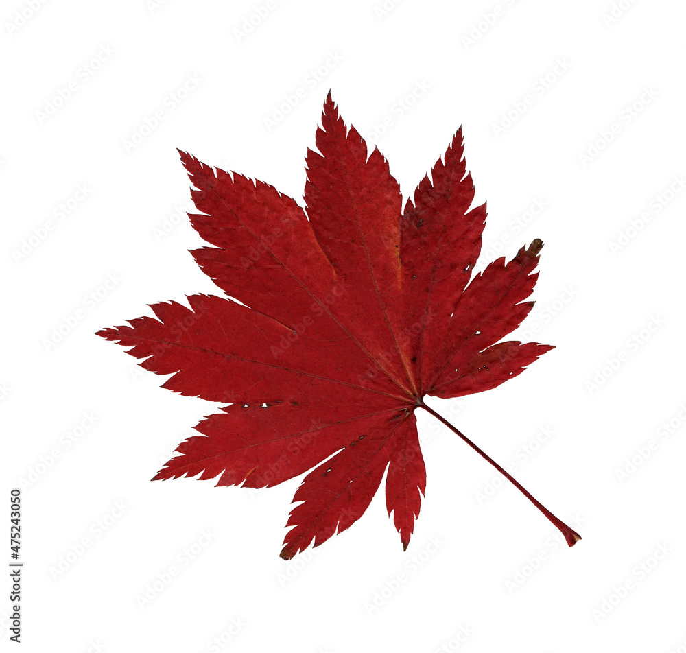 Autumn red maple leaf, herbarium. Shooting close-up. Autumn seasonal decor. Falling leaves banner template. Bright leaf of a forest tree. Flat lay of orange and green foliage. Isolated on white. Autumn red maple leaf, herbarium. Shooting close-up. Autumn seasonal decor. Falling leaves banner template. Bright leaf of a forest tree. Flat lay of orange and green foliage. Isolated on white.
