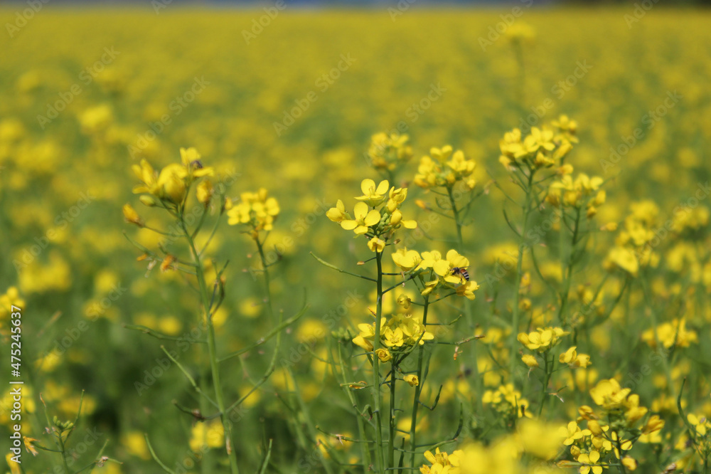 View of a rural mustard field