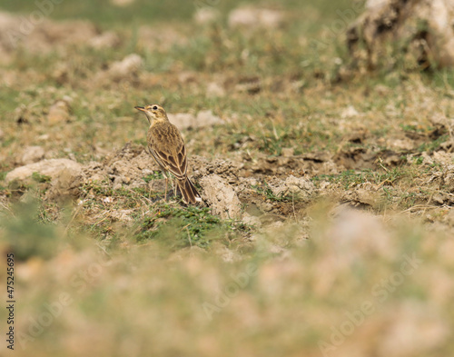 Paddyfield pipit bird standing on ground. Anthus rufulus. The paddyfield pipit or Oriental pipit is a small passerine bird in the pipit and wagtail family. photo