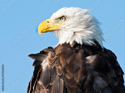 A Bald Eagle Close-up Portrait
